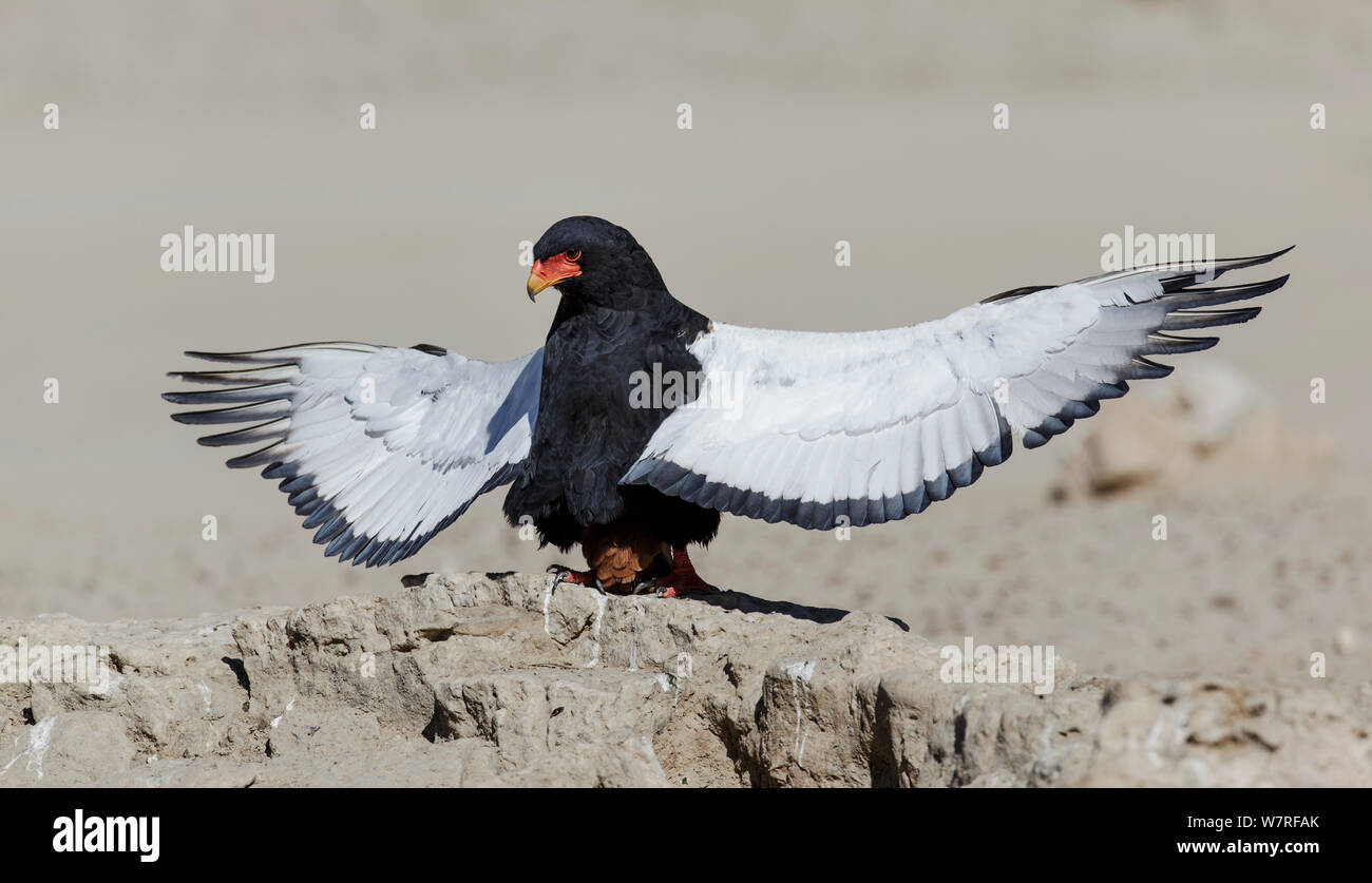 Sie Eagle (Terathopius ecaudatus) Weiblich, sonnen Kgalagadi Transfrontier Park, Südafrika. Januar Stockfoto