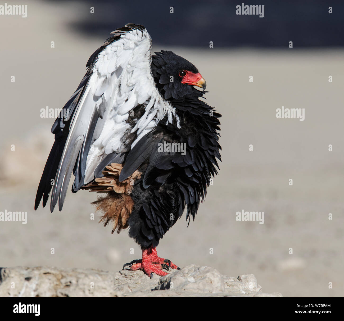Sie Eagle (Terathopius ecaudatus) Weiblich, Kgalagadi Transfrontier Park, Südafrika. Januar Stockfoto
