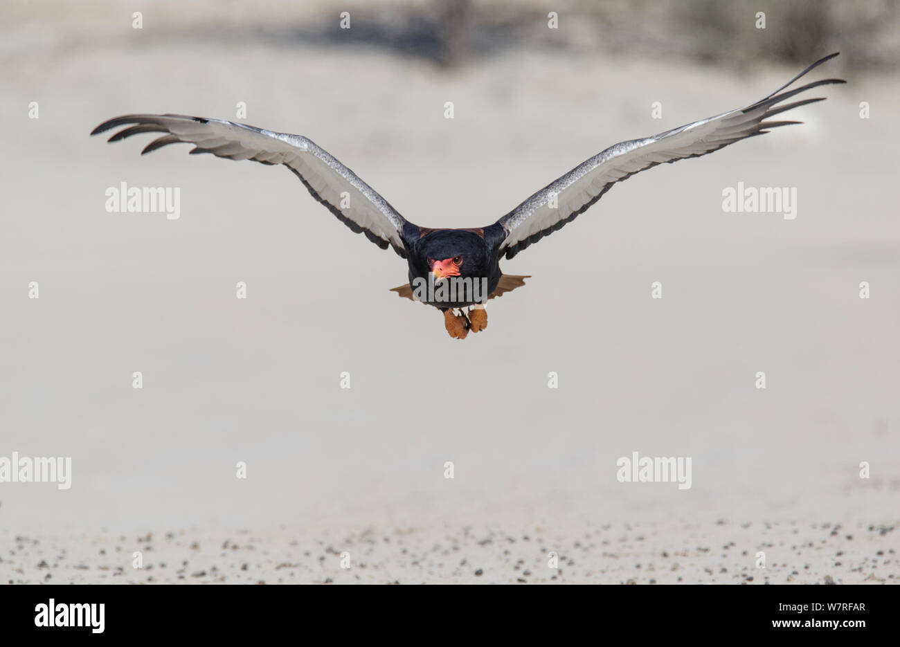 Sie Eagle (Terathopius ecaudatus) Weibliche im Flug, Kgalagadi Transfrontier Park, Südafrika. Januar Stockfoto