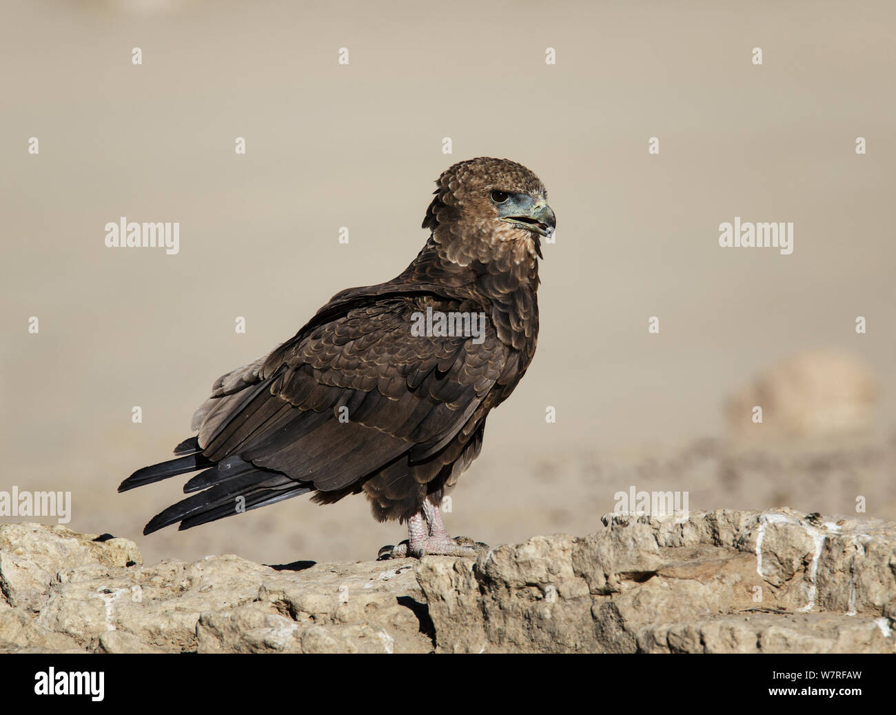 Sie Eagle (Terathopius ecaudatus) Unreife, Kgalagadi Transfrontier Park, Südafrika. Januar Stockfoto