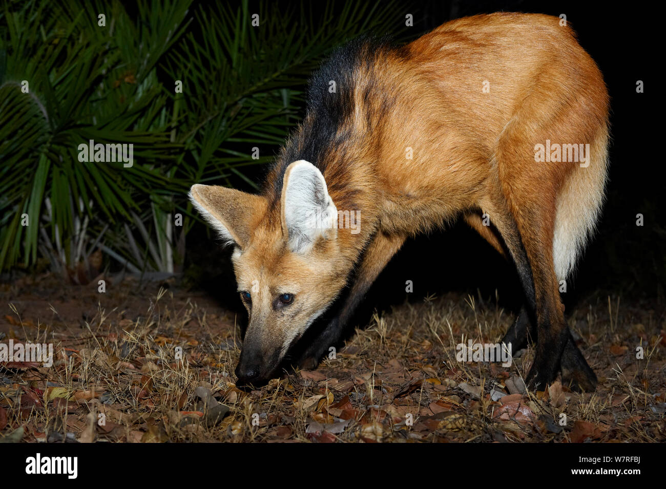 Mähnenwolf (Chrysocyon Brachyurus) auf der Suche nach Nahrung, Piauí, Cerrado, Brasilien, Südamerika Stockfoto