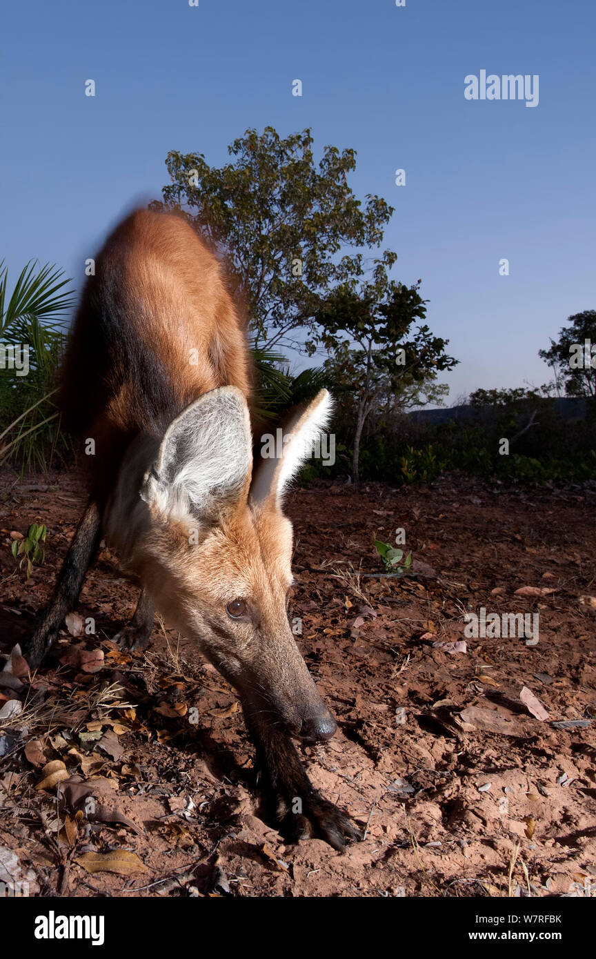 Mähnenwolf (Chrysocyon Brachyurus) auf der Suche nach Nahrung, Piauí, Cerrado, Brasilien, Südamerika Stockfoto