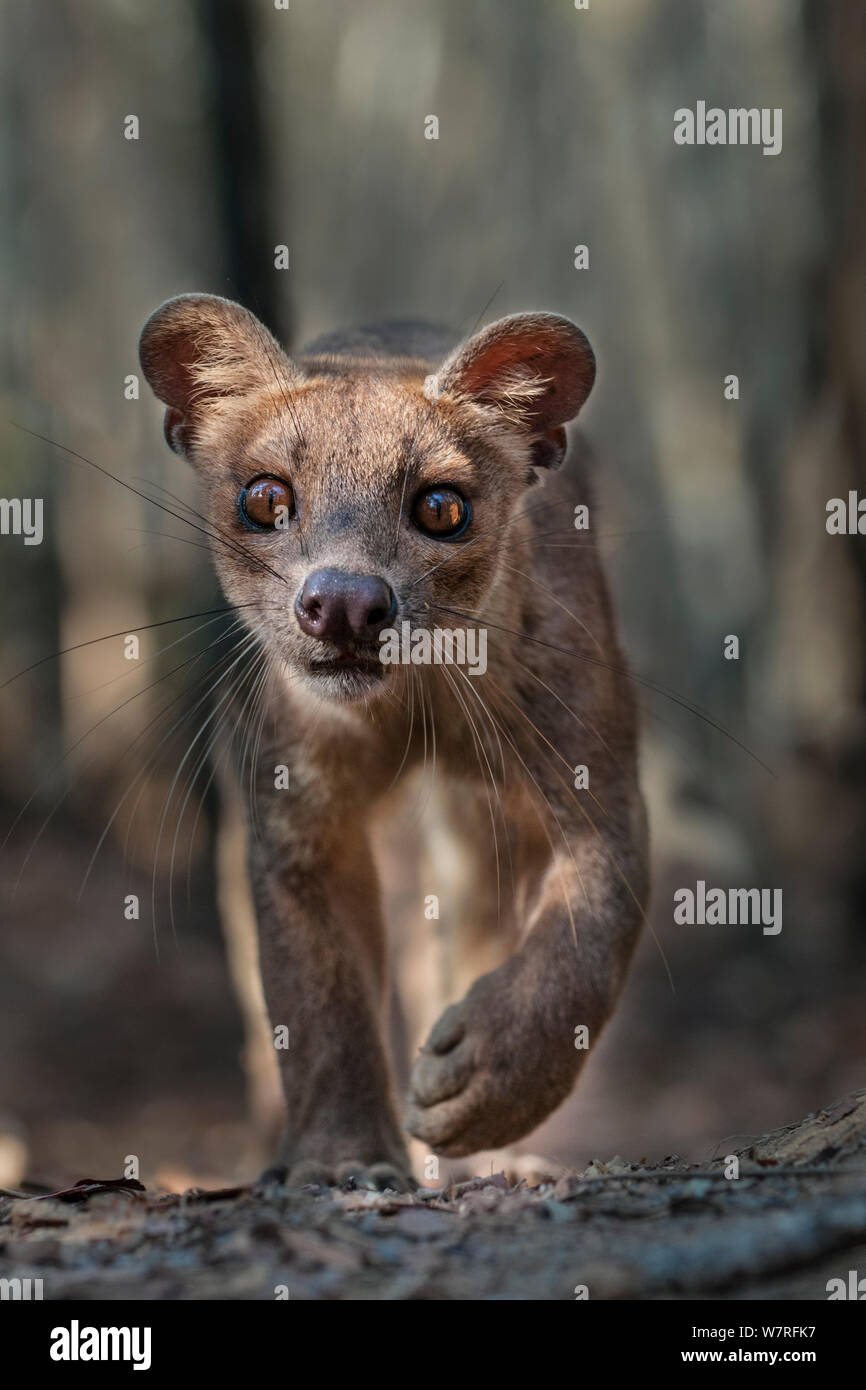 Erwachsene Frau Fosa (Crytoprocta ferox) stalking Raub von Laubwald Boden. Kirindy Wald, westlichen Madagaskar. November 2010 Stockfoto