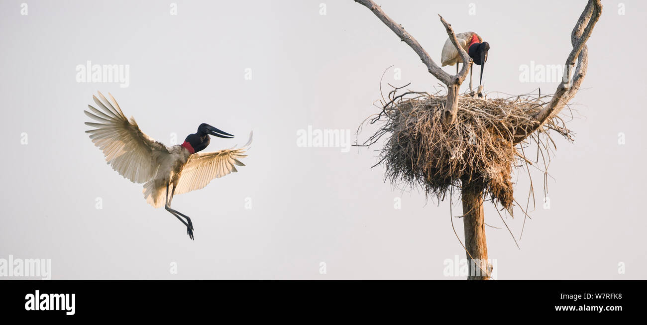 Jabiru Störche (Jabiru mycteria) Elternteil Vogel zurück zum Nest fliegen mit anderen Eltern und Küken. Taiama Ecological Reserve, Pantanal, Brasilien. September 2012 Stockfoto