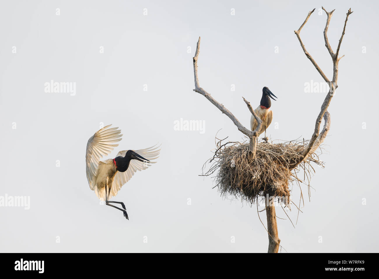 Jabiru Störche (Jabiru mycteria) Elternteil Vogel zurück zum Nest fliegen mit anderen Eltern und Küken. Taiama Ecological Reserve, Pantanal, Brasilien. September 2012 Stockfoto