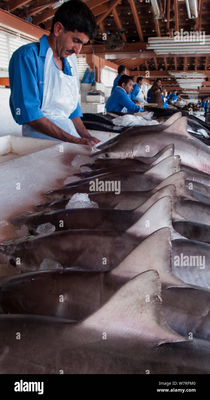 Baby Spot-tail Riffhaie (Carcharhinus sorrah) auf Verkauf in Fisch Souk (Markt) alle im Persischen Golf gefangen und viele für die Märkte in Asien gebunden. Sharjah, Vereinigte Arabische Emirate. April 2013 Stockfoto