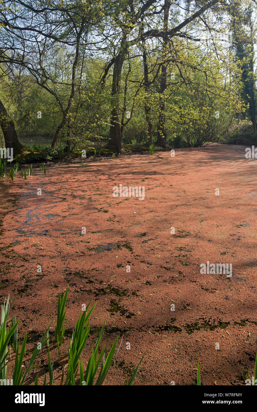 American Water Farn (Azolla filliculoides) invasive Arten, wachsen in der Teich in Surrey, England Stockfoto