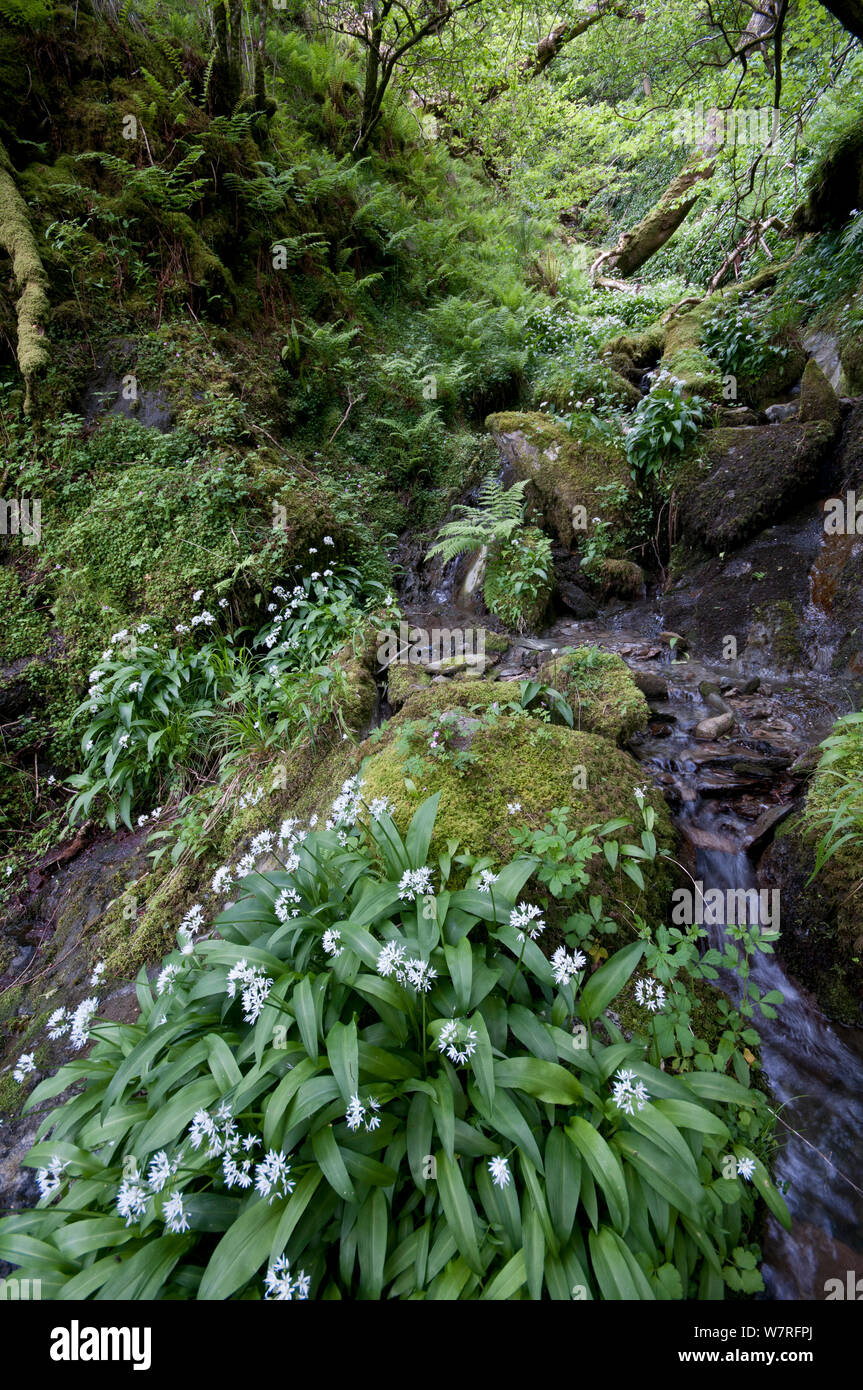 Wilder Knoblauch oder Bärlauch (Allium ursinum) wachsen in Fluss. Snowdonia National Park, North Wales. Stockfoto