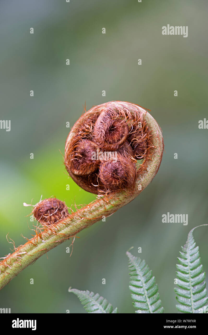 Baumfarn (Cyathea cooperi) Entfaltung Wedel. Stockfoto