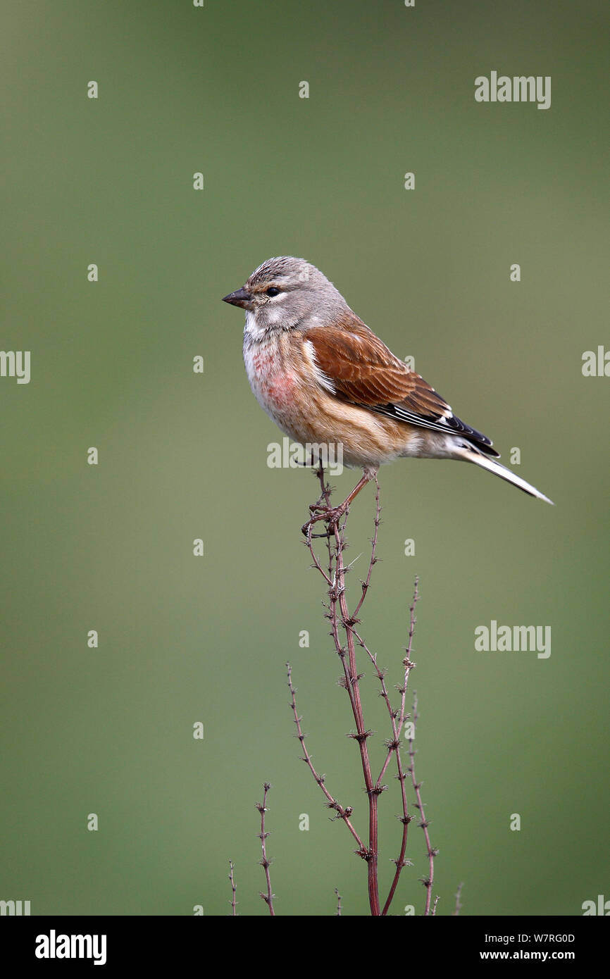 Hänfling (Carduelis cannabina) männlich im Feld thront, Wirral, Merseyside, UK, Mai. Stockfoto