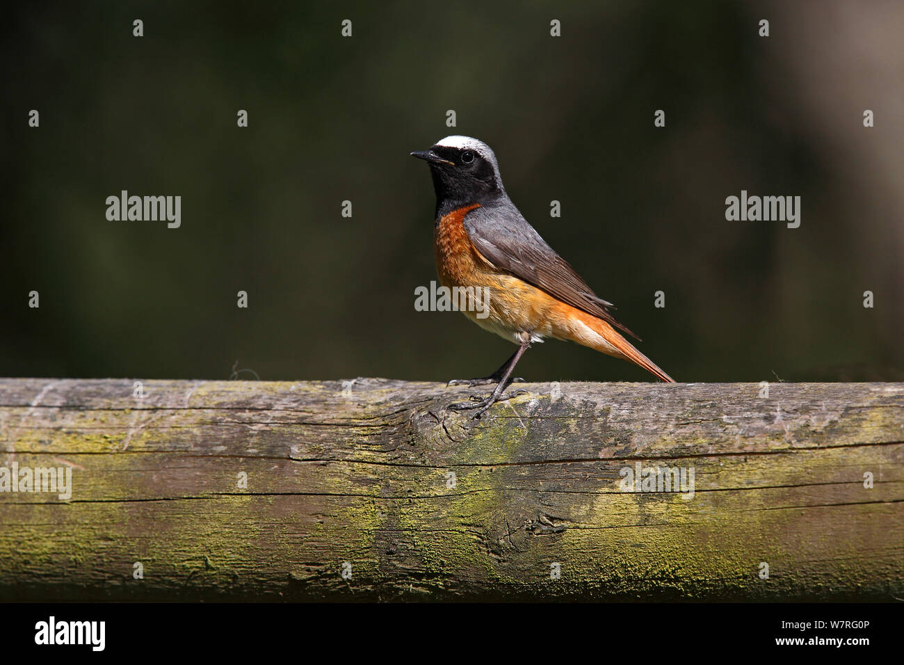 Common Redstart (Phoenicurus phoenicurus) männlichen auf Zaun im Bauerngarten thront, North Wales, UK, Juni. Stockfoto