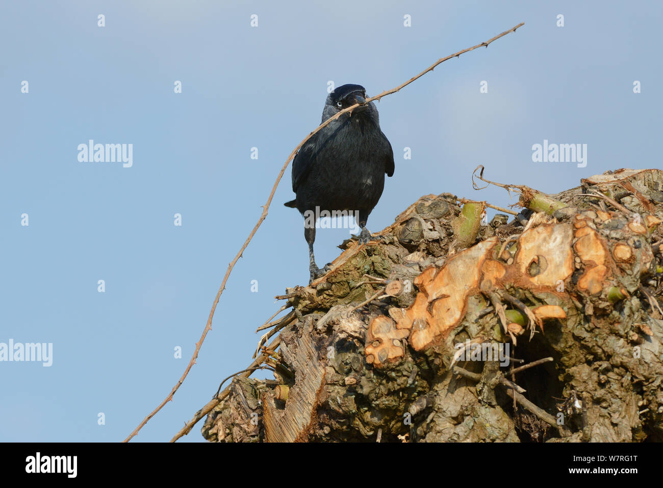 Dohle (Corvus monedula) mit einem Dornbusch stick, nähert sich der Nest Loch in einem vor kurzem pollarded Willow trunk, Gloucestershire, UK, April. Stockfoto