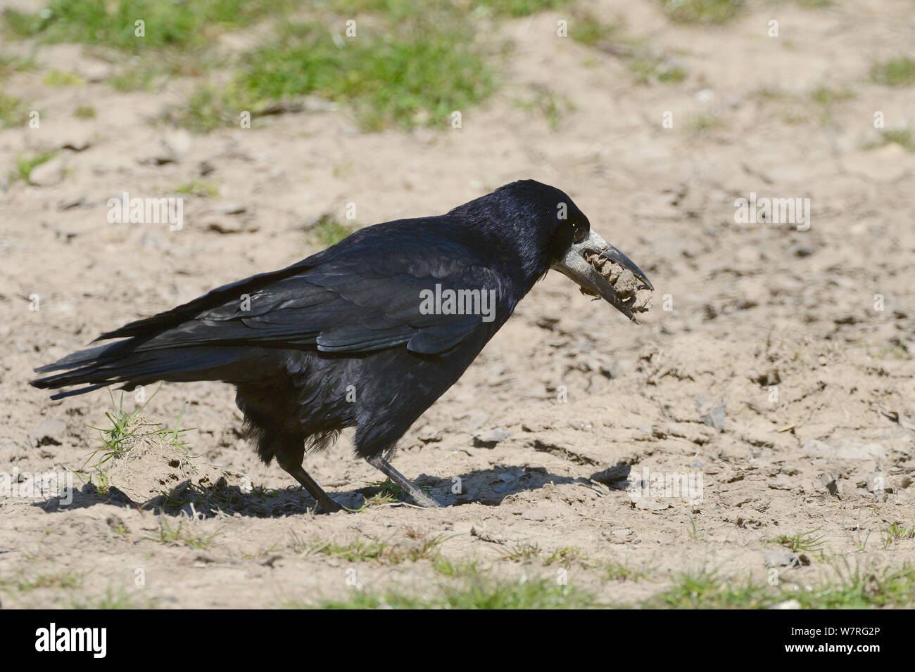 Saatkrähe (Corvus frugilegus) mit Erde es hat für Futter sein Nest, Gloucestershire, UK, Mai gesammelt. Stockfoto