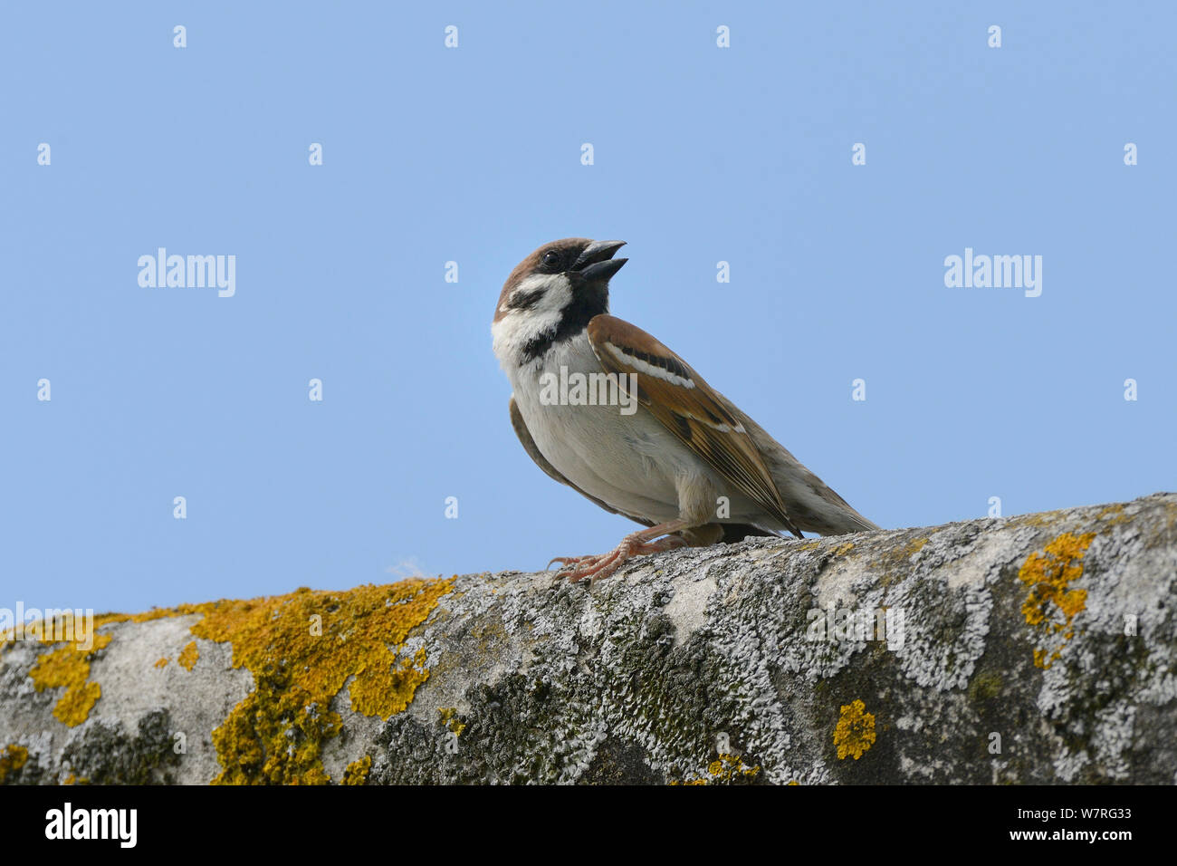 Feldsperling (Passer montanus) Aufruf von Flechten verkrustete Stalldach, Wiltshire, UK, Juni. Stockfoto