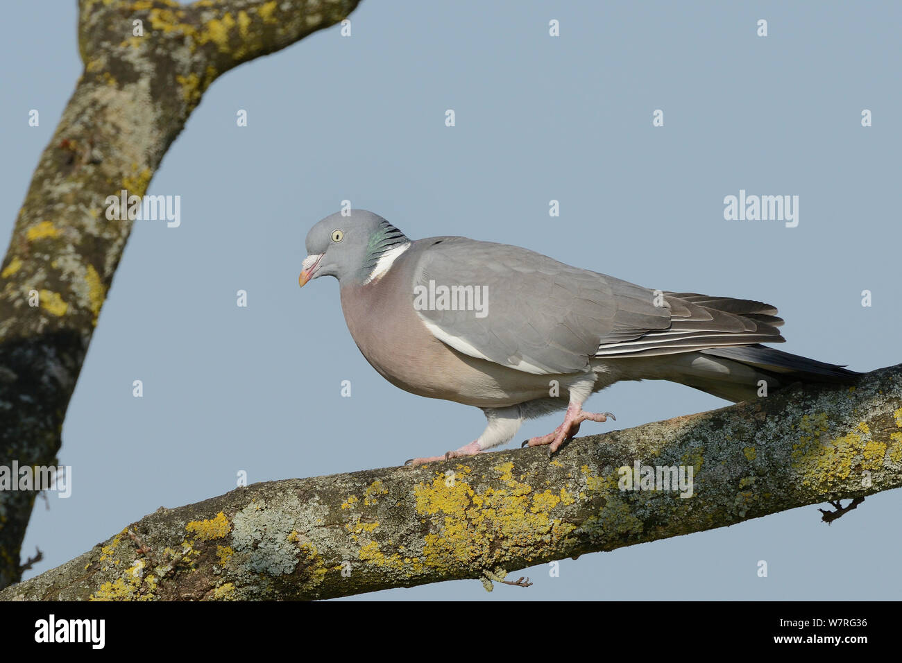 Ringeltaube (Columba palumbus) entlang Flechten - verkrustete tree branch, Gloucestershire, UK, April. Stockfoto