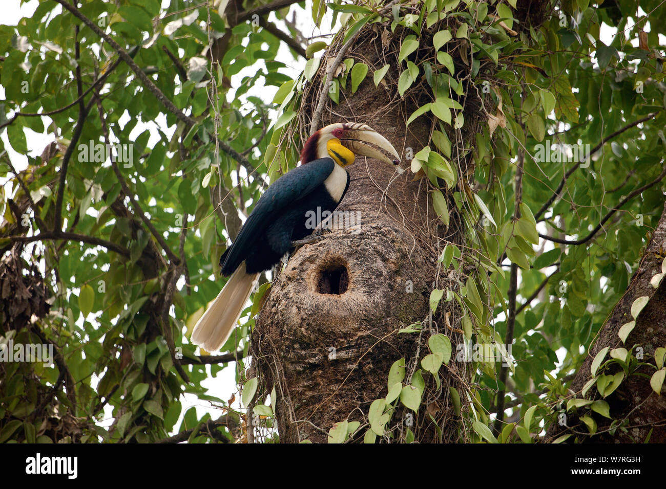 Wreathed Nashornvogel (Aceros undulatus) am Nest hole, Paket Tiger Reserve, Arunchal Pradesh, Indien Stockfoto