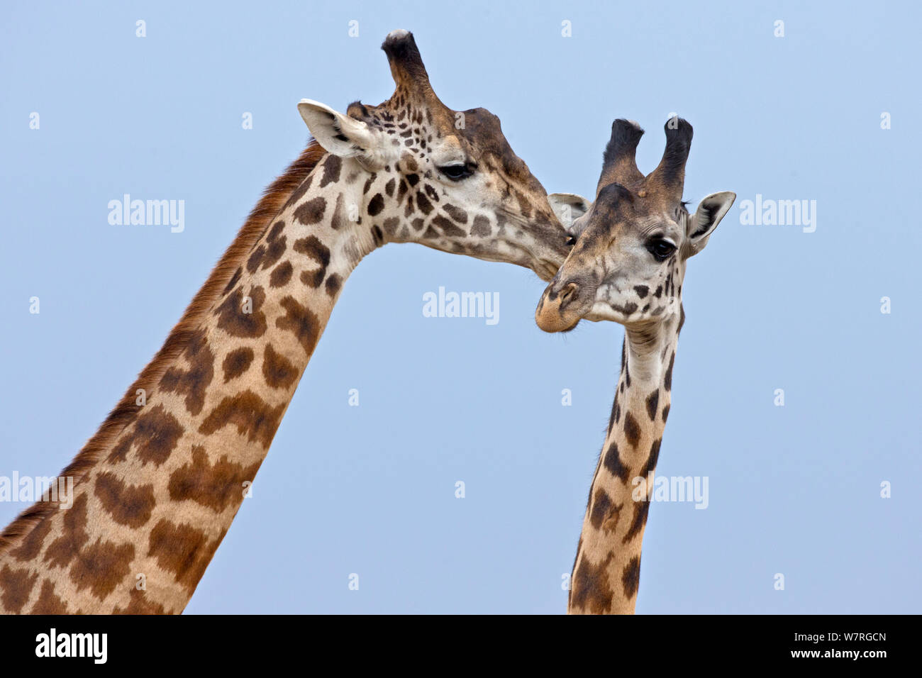 Masai Giraffen (Giraffa Camelopardalis tippelskirchi) Balz Masai Mara, Kenia, Afrika Stockfoto