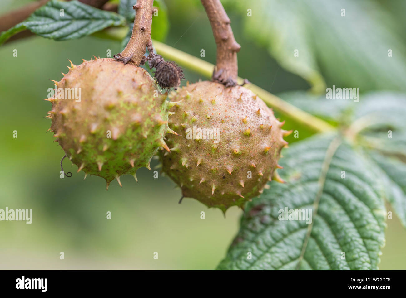 Die Entwicklung conkers (Samen) von Rosskastanie/Aesculus hippocastanum im Herbst. Einmal als Heilpflanze in pflanzliche Heilmittel verwendet. Stockfoto