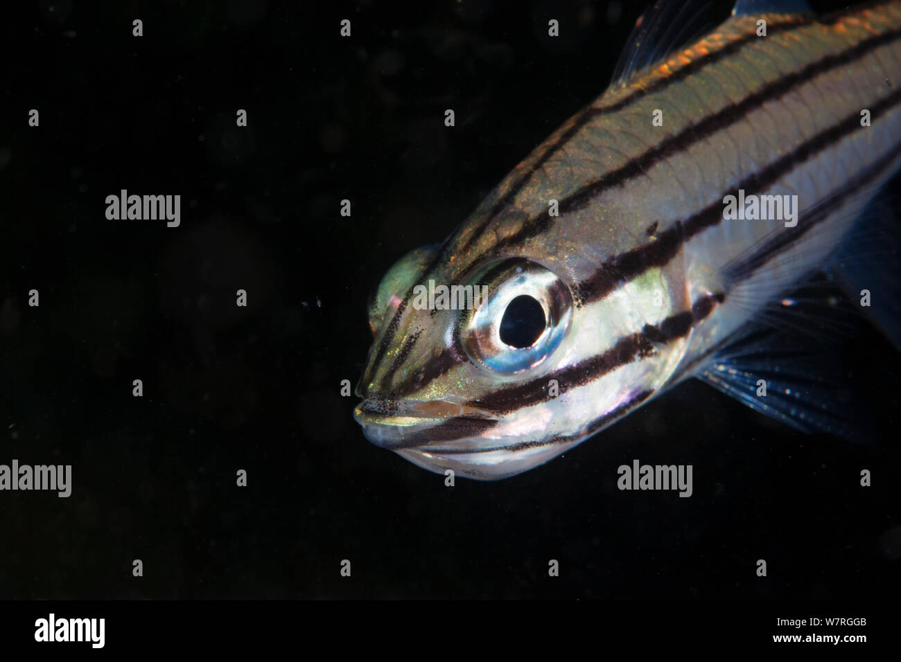 Fivelined Cardinalfish (Cheilodipterus quinquelineatus) Danajon Inanuran Insel, Bank, Central Visayas, Philippinen, April Stockfoto