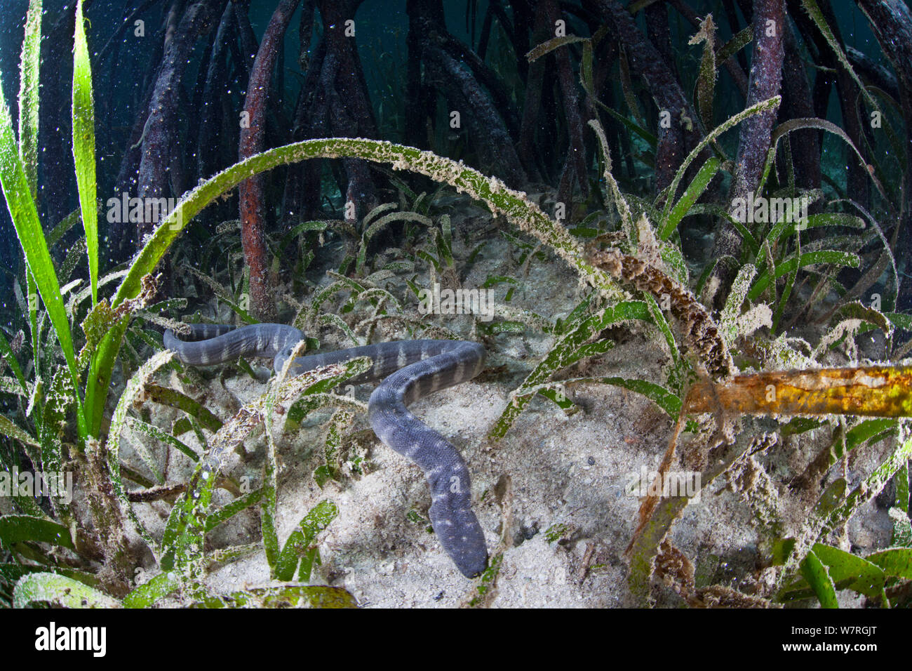 Mangrove Datei Schlange (Acrochordus granulatus) Danajon Batasan Insel, Bank, Central Visayas, Philippinen, April Stockfoto