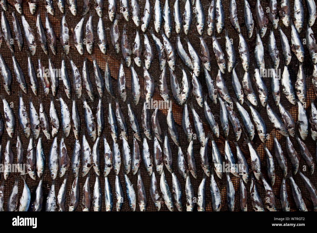 Das Trocknen von Fisch, Bilang Danajon Bilangang Insel, Bank, Central Visayas, Philippinen, April Stockfoto