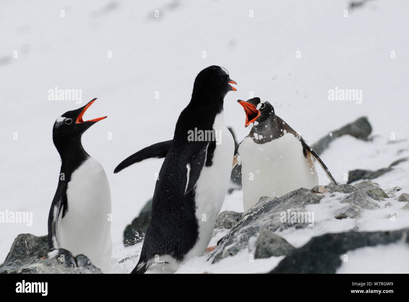 Gentoo Pinguin Küken (Pygoscelis papua) starten nach Mutter für Lebensmittel. Danco Island, Antarktische Halbinsel, Antarktis Stockfoto