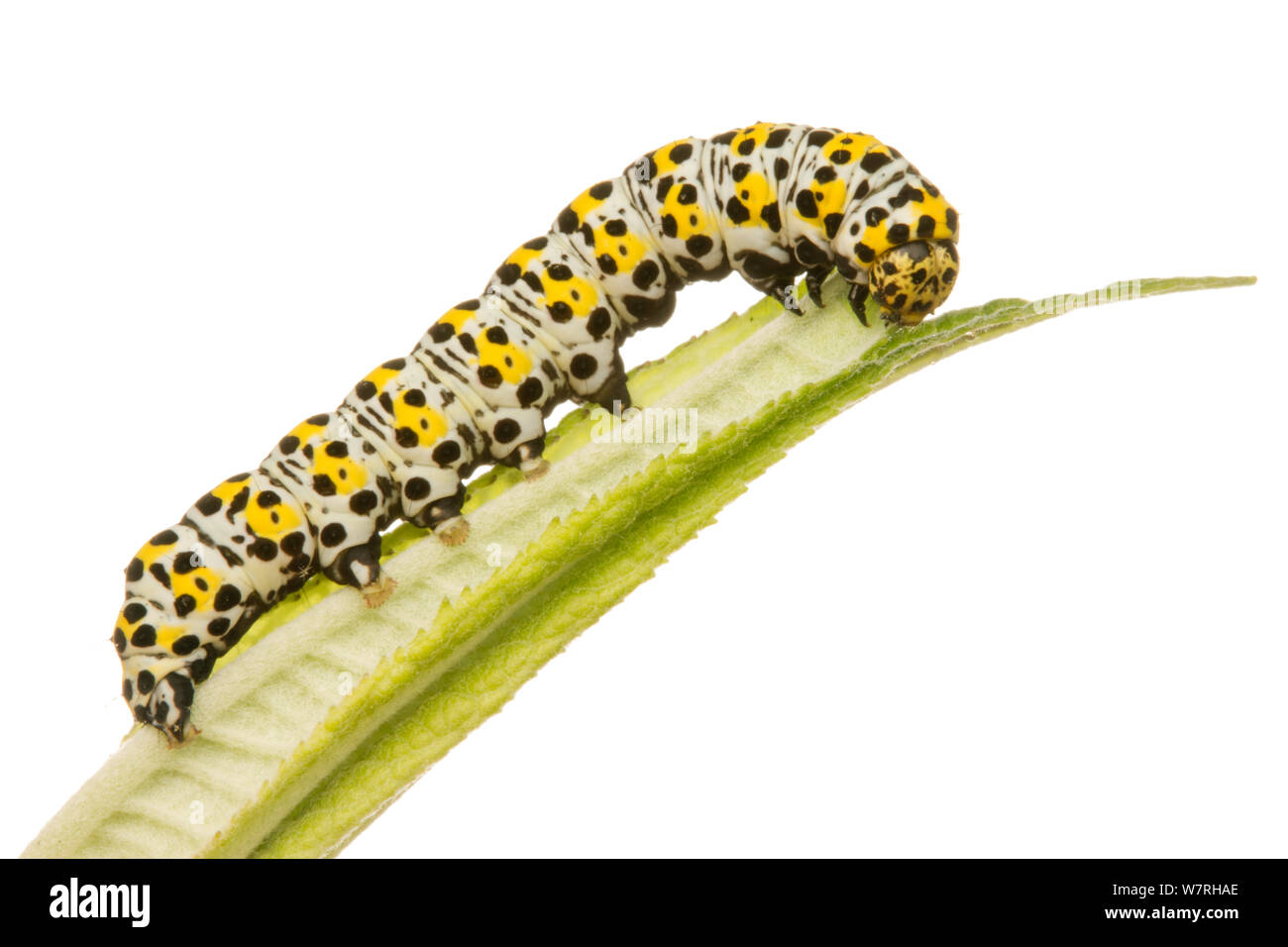 Königskerze Motte (Cucullia verbasci) Caterpillar Fütterung auf einen sommerflieder Blatt, Leicestershire, England, UK, Juni. meetyourneighbors.net Projekt Stockfoto