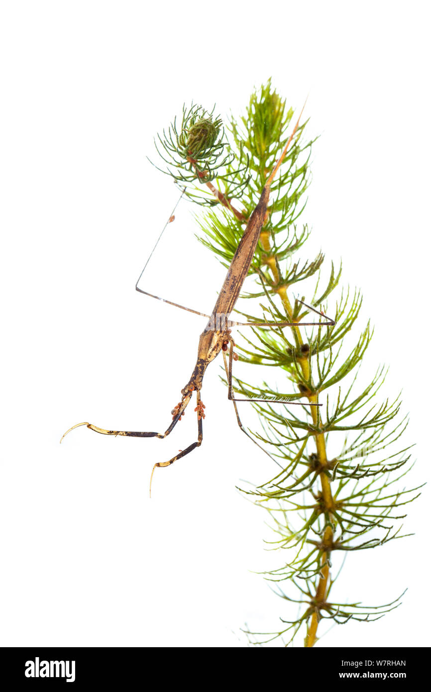 Wasser Stick Insect (Rantara linearis), Rhône-Alpes, Frankreich, Stockfoto