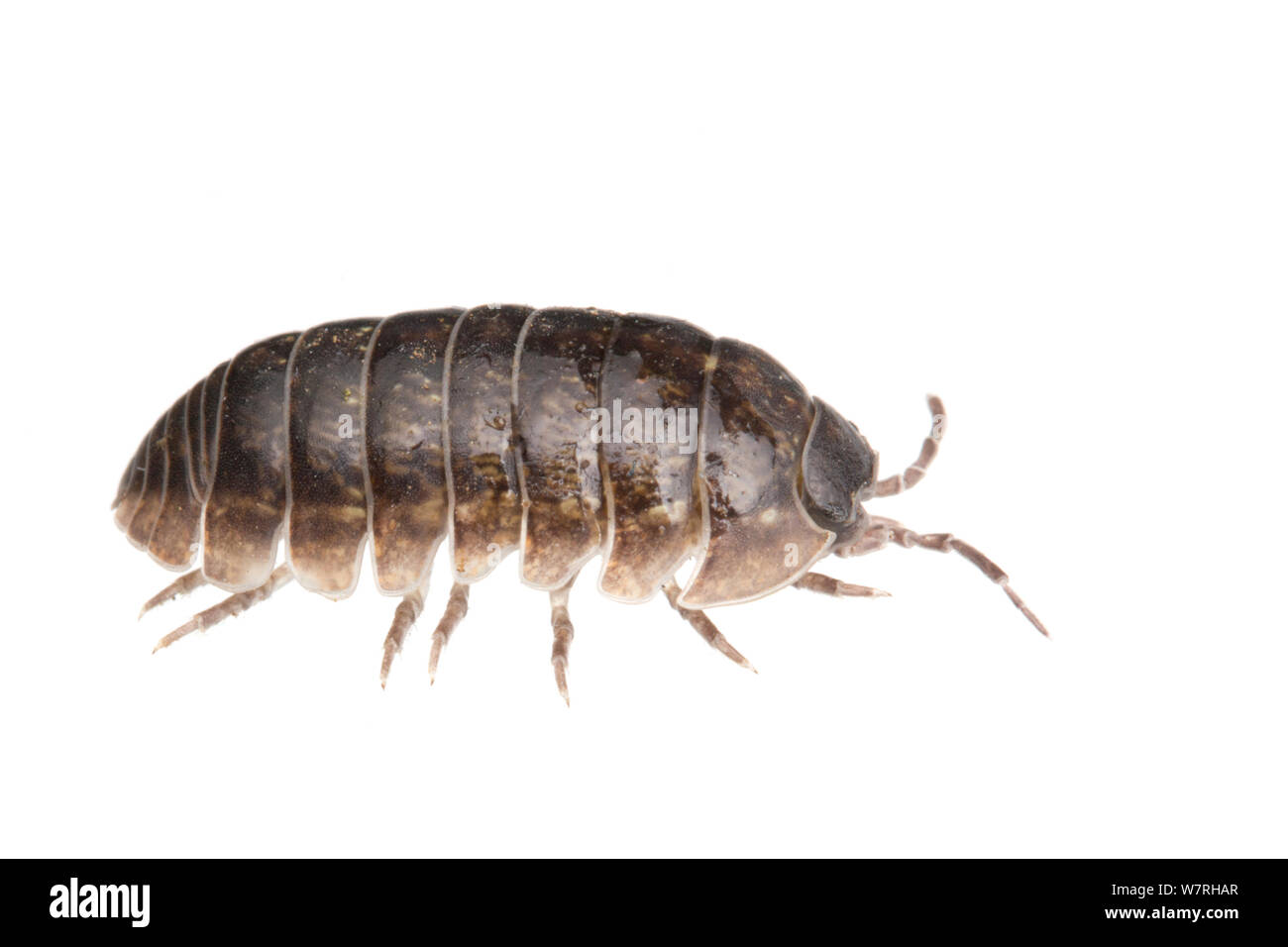 Pille woodlouse (Armadillidium vulgare), Leicestershire, England, UK, März. meetyourneighbors.net Projekt Stockfoto