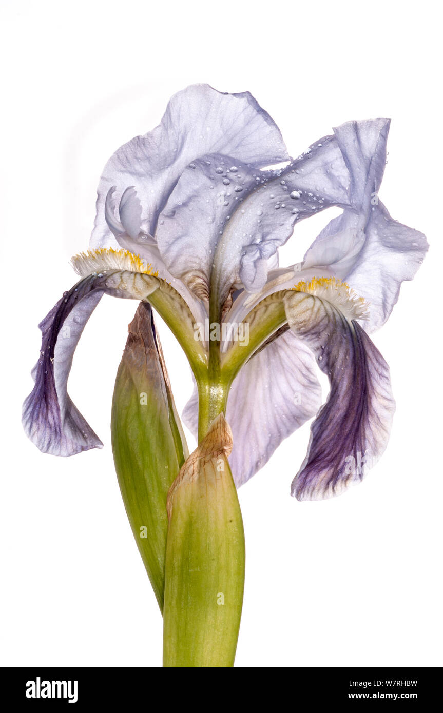 Twin-blühenden Schwertlilie (Iris bicapitata) ein Gargano endemisch, in der Nähe von Monte St. Angelo, Gargano, Italien. April. Meetyourneighbors.net Projekt Stockfoto