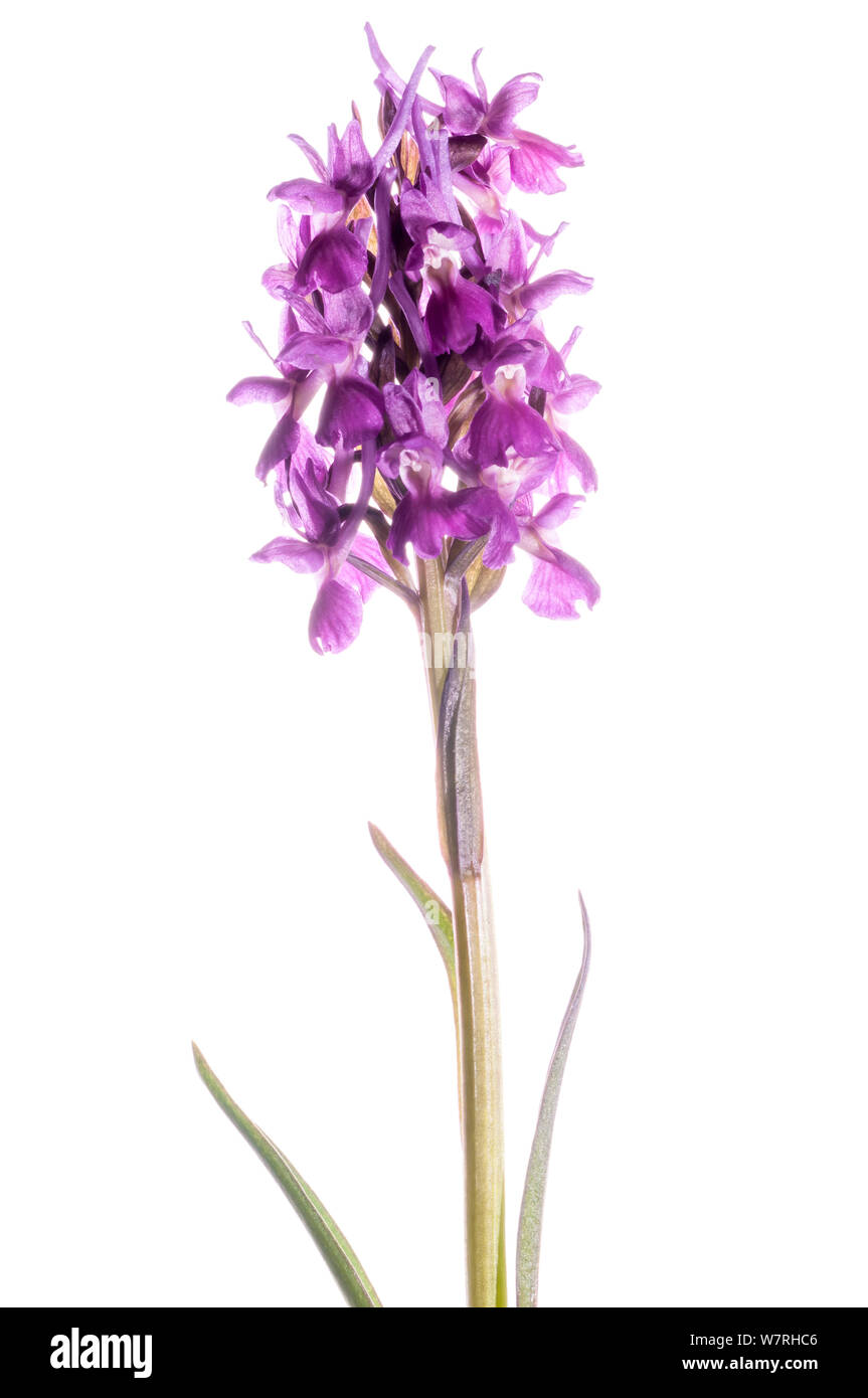 Römische Orchid (Dactylorhiza romana) purple Form, Kastanienwälder nr Canepina, Viterbo, Italien, April. Meetyourneighbors.net Projekt Stockfoto