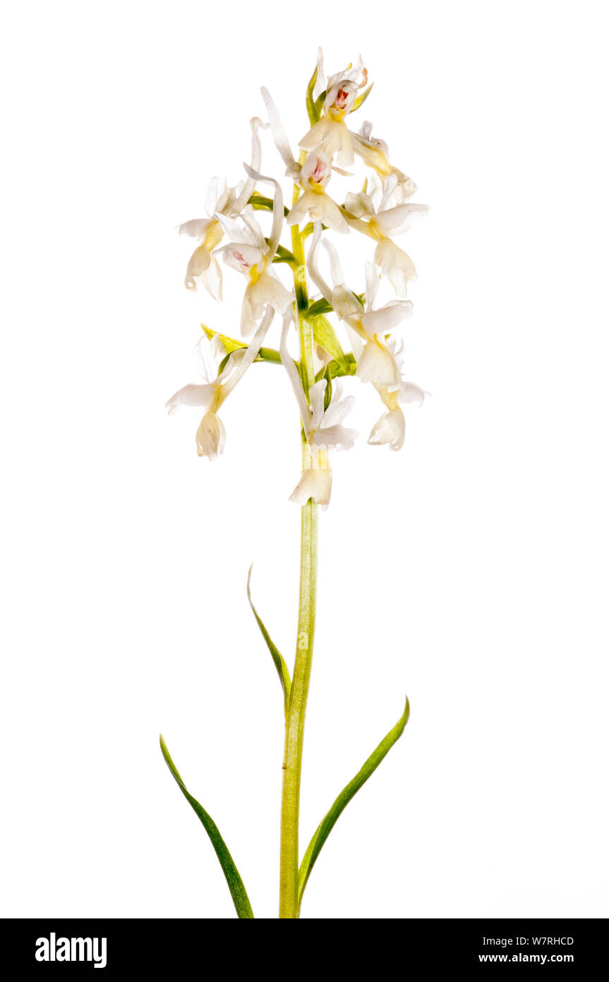 Römische Orchid (Dactylorhiza romana) in Blume, weiße Form Kastanienwälder nr Canepina, Viterbo, Italien, April. Meetyourneighbors.net Projekt Stockfoto