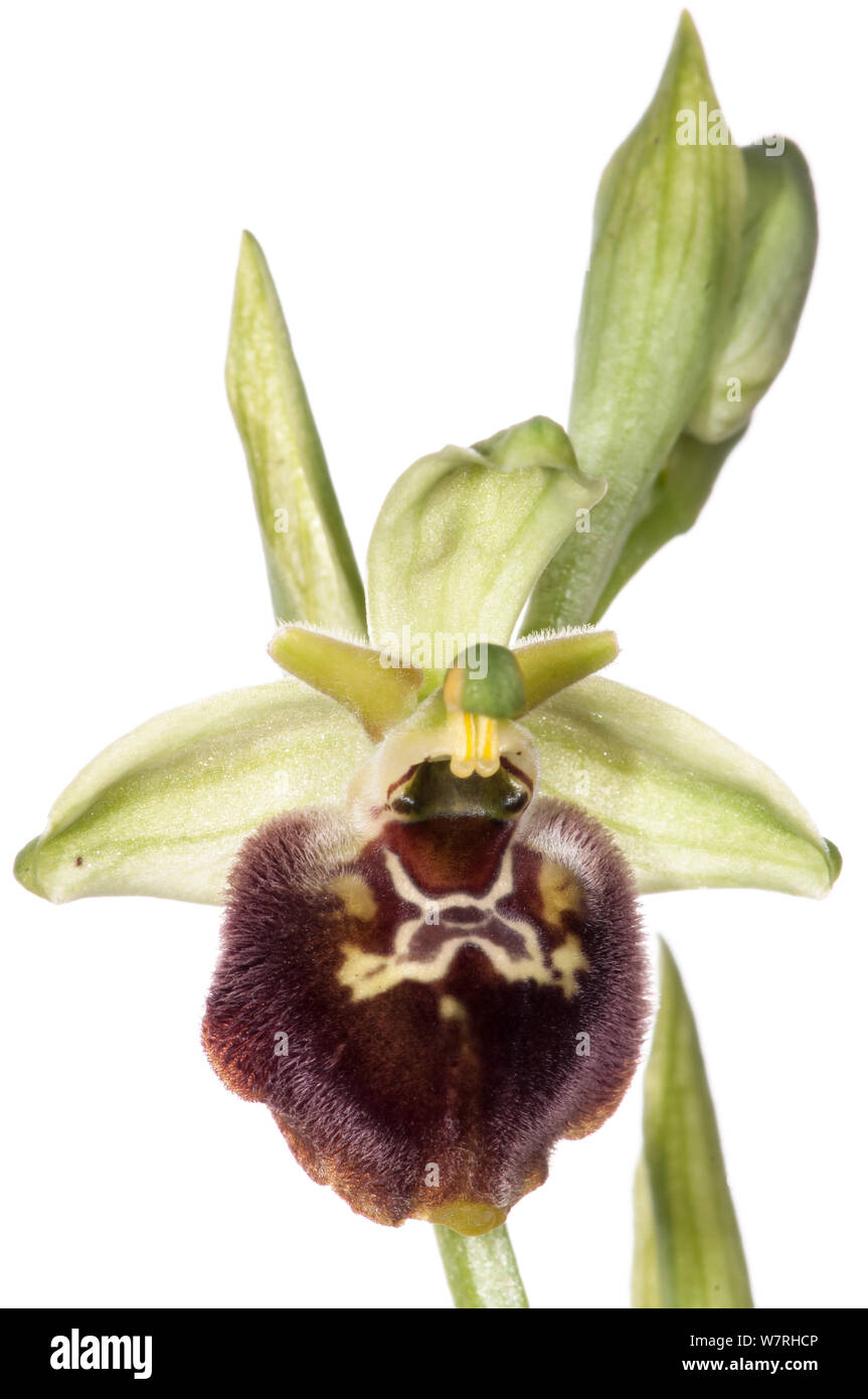 Klein-gemusterten Ophrys (Ophrys fuciflora ssp. parvimaculata) in feuchten wächst - Wald auf einem nach Norden gerichteten Hang in der Nähe von Lago di Varano, Gargano, Italien. April. Meetyourneighbors.net Projekt Stockfoto