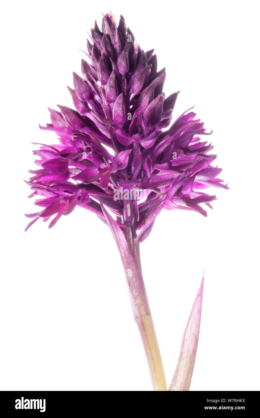 (Anacamptis pyramidalis) eine Orchidee Arten weit verbreitet auf Kalkstein in ganz Europa. Monti Sibillini, Umbrien Italien, Juni. Meetyourneighbors.net Projekt Stockfoto