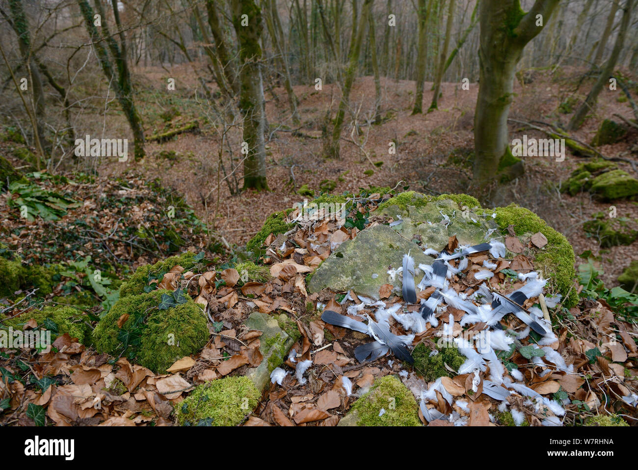 Bleibt einer Taube getötet und durch Eagle Owl Zupfinstrument (Bubo bubo) Luxemburg, März Stockfoto