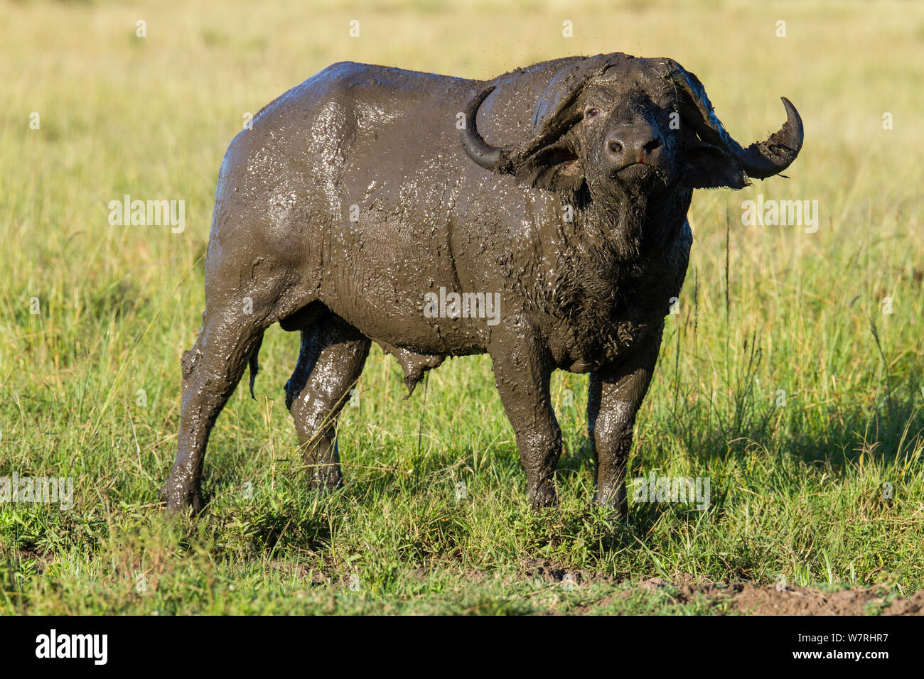 Afrikanischer Büffel (Syncerus Caffer) männlich mit Schlamm bedeckt, Masai-Mara Game Reserve, Kenia Stockfoto
