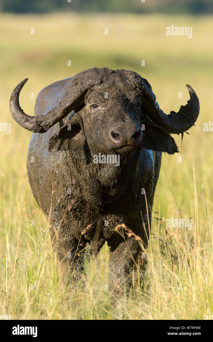 Afrikanischer Büffel (Syncerus Caffer) männlich mit Schlamm bedeckt, Masai-Mara Game Reserve, Kenia Stockfoto