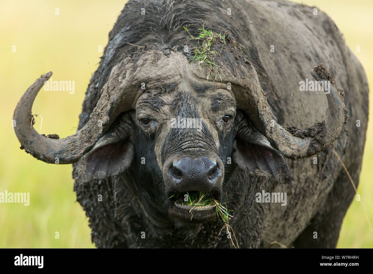 Afrikanischer Büffel (Syncerus Caffer) männlichen Nahaufnahme, Masai Mara Game Reserve, Kenia Stockfoto