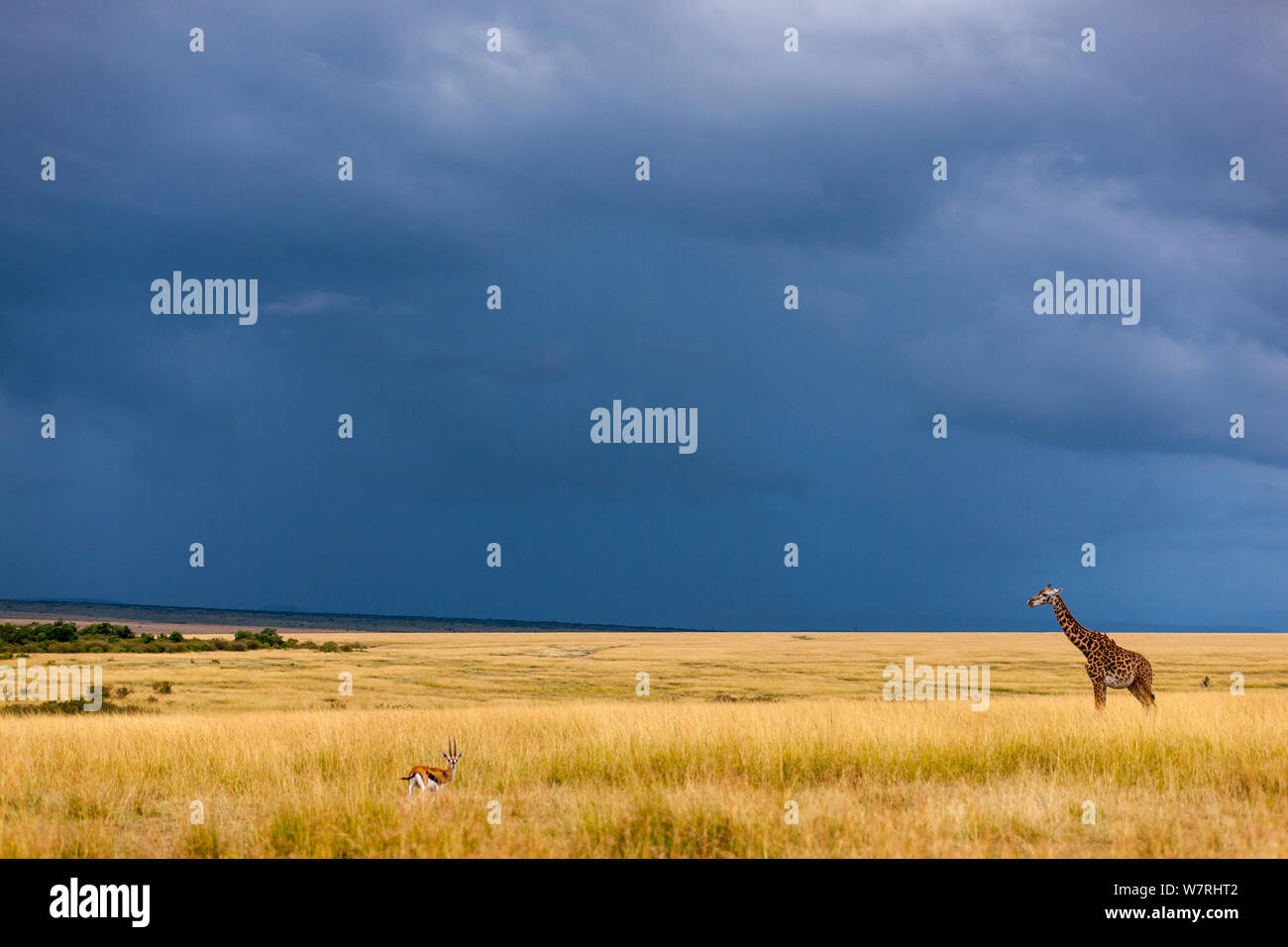 Masai Giraffe (Giraffa cameLeopardalis tippelskirchi) mit Gewitterwolken in der trockenen Jahreszeit, Masai-Mara Game Reserve, Kenia Stockfoto