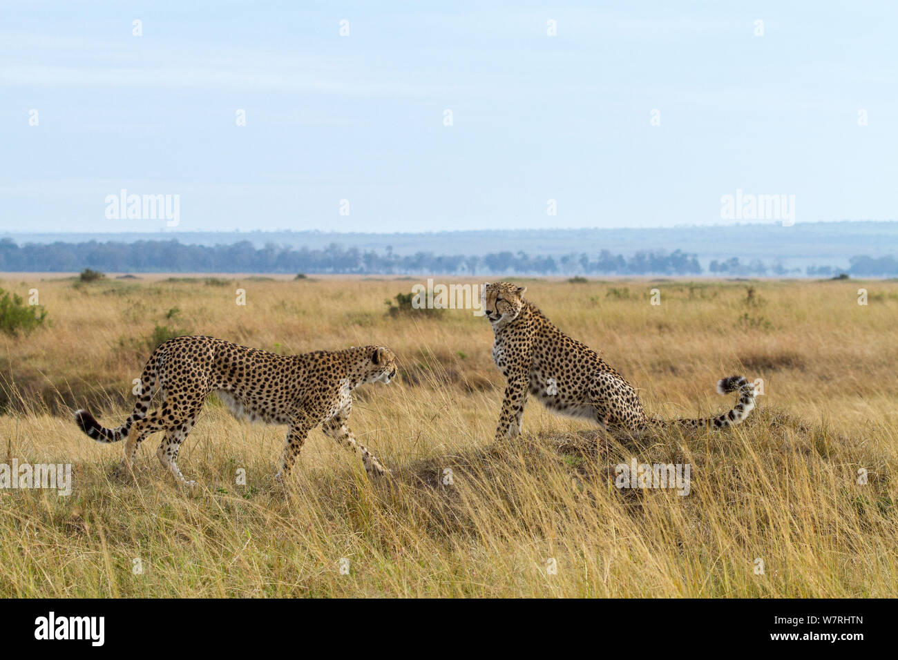 Gepard (Acinonyx jubatus) Männer in der Savanne in der trockenen Jahreszeit, Masai-Mara Game Reserve, Kenia Stockfoto