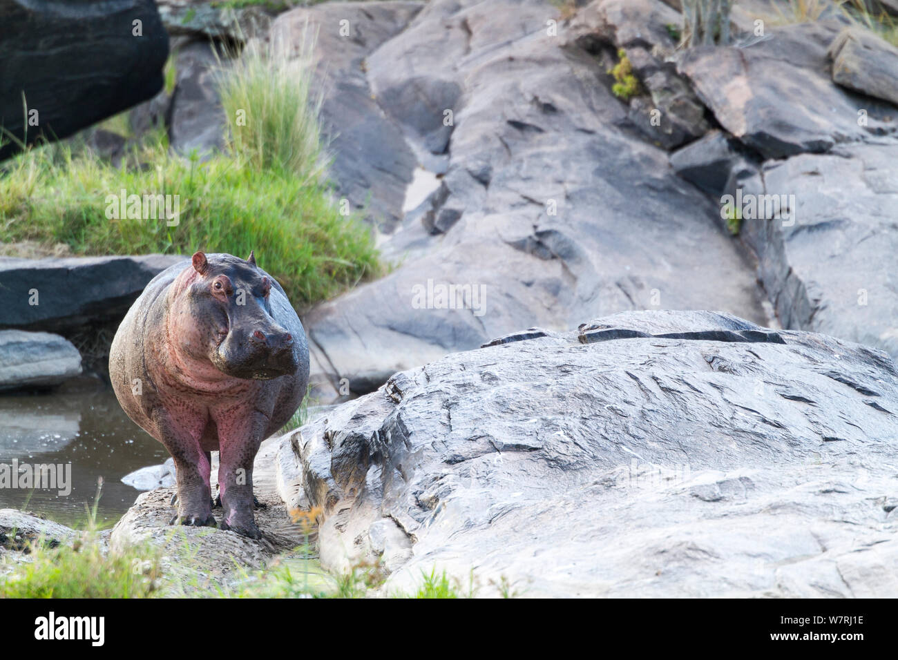 Flusspferd (Hippopotamus amphibius) in Talek Fluss, Masai-Mara Game Reserve, Kenia Stockfoto