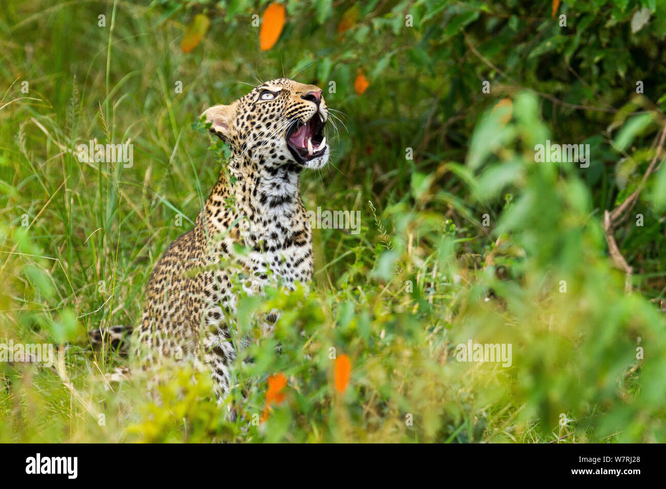 Leopard (Panthera pardus) an Geier in der Nähe der Beute suchen, Masai-Mara Game Reserve, Kenia Stockfoto