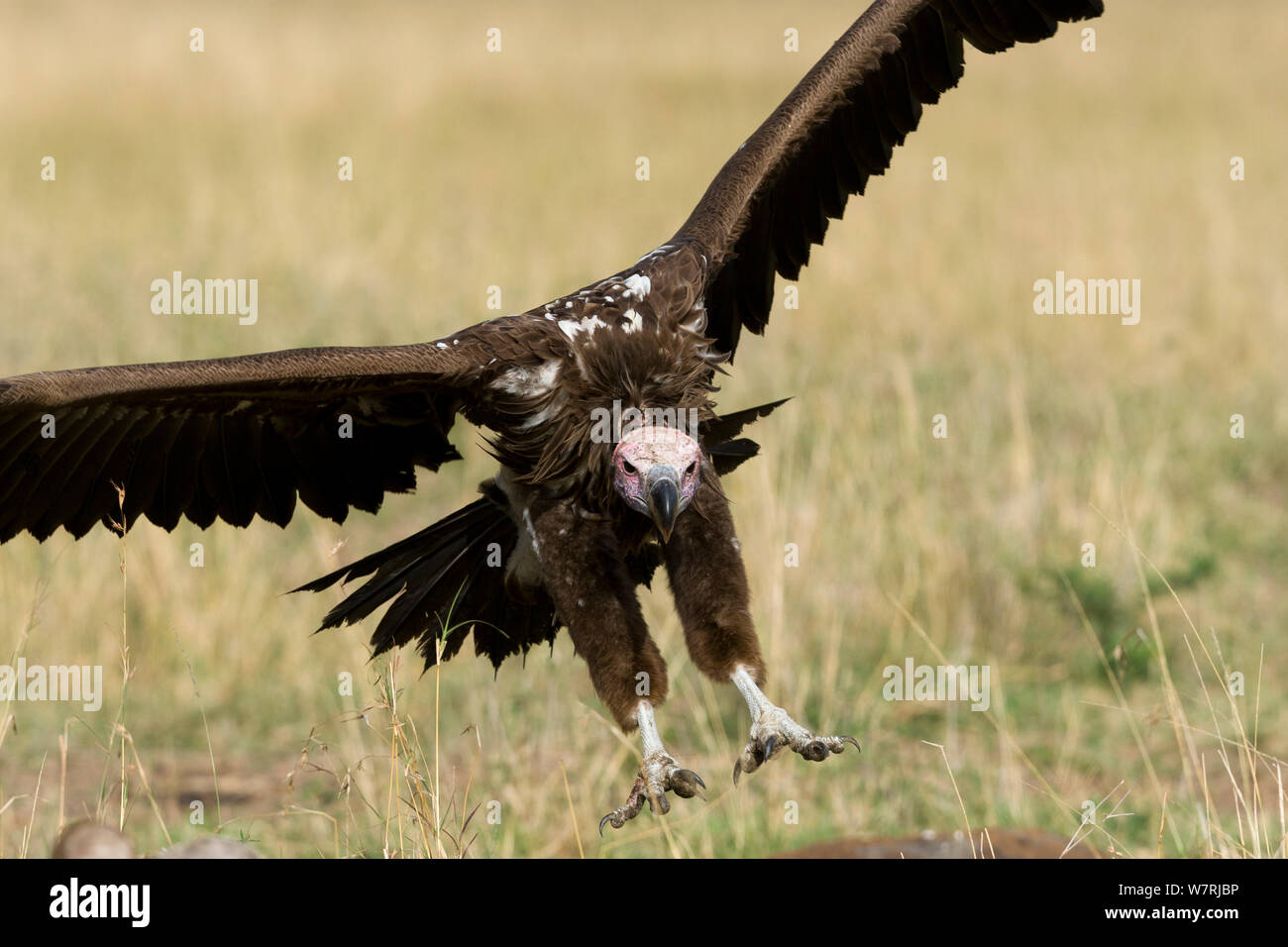 Lappet - gegenübergestellt (Torgos tracheliotus) Geier Landung, Masai-Mara Game Reserve, Kenia, Stockfoto