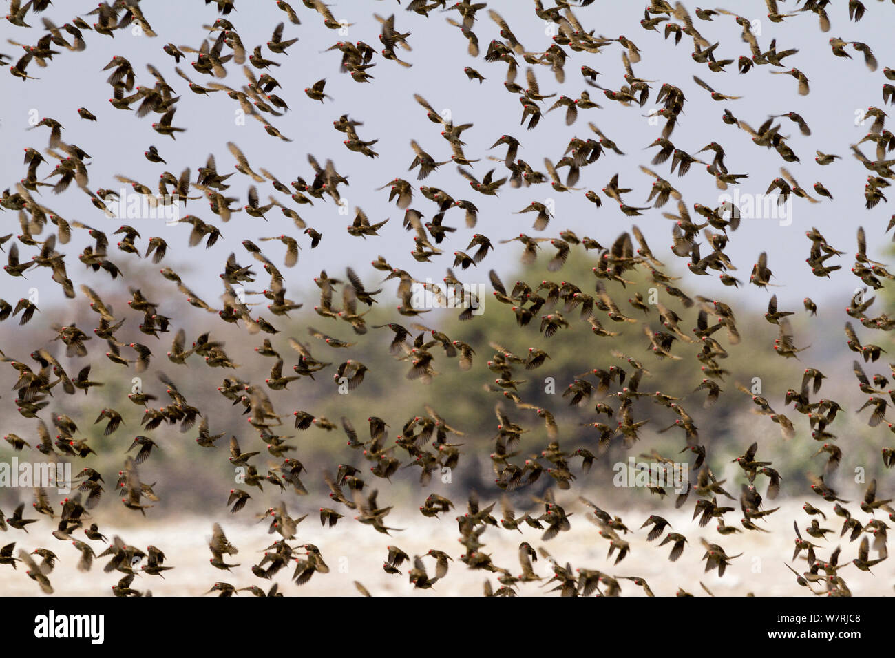 Red-billed Quelea quelea quelea () Herde während der Migration, Etosha National Park, Namibia Stockfoto
