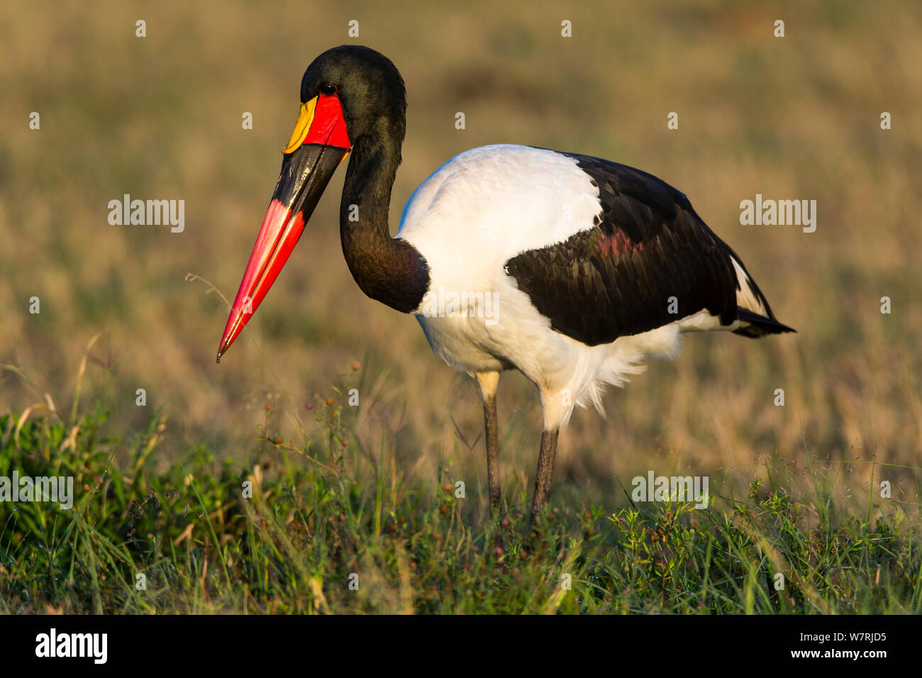 Sattel-billed Stork (Ephippiorynchus senegalensis) männliche Angeln, Masai-Mara Game Reserve, Kenia Stockfoto