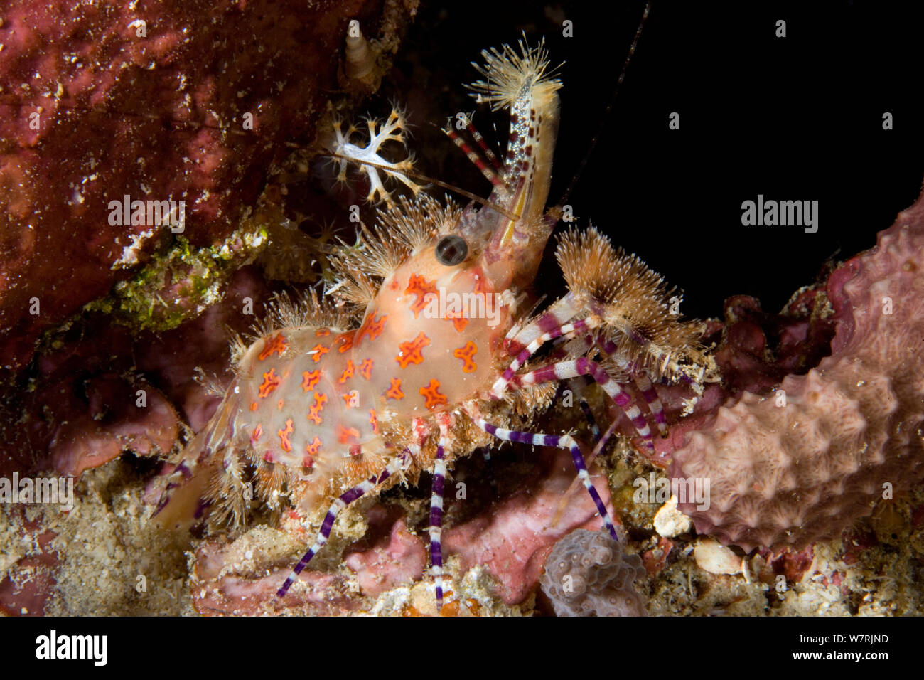 Marmor Garnelen (Saron sp.) Raja Ampat, Irian Jaya, West Papua, Indonesien, Pazifischer Ozean Stockfoto