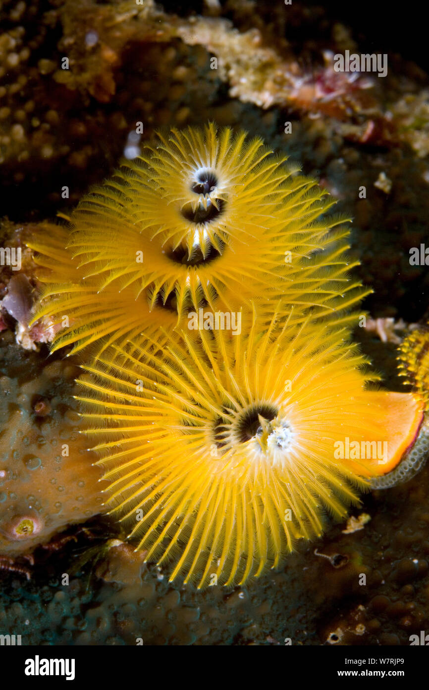 Christmas tree Worm (Spirobranchus giganteus) Raja Ampat, Irian Jaya, West Papua, Indonesien, Pazifischer Ozean Stockfoto