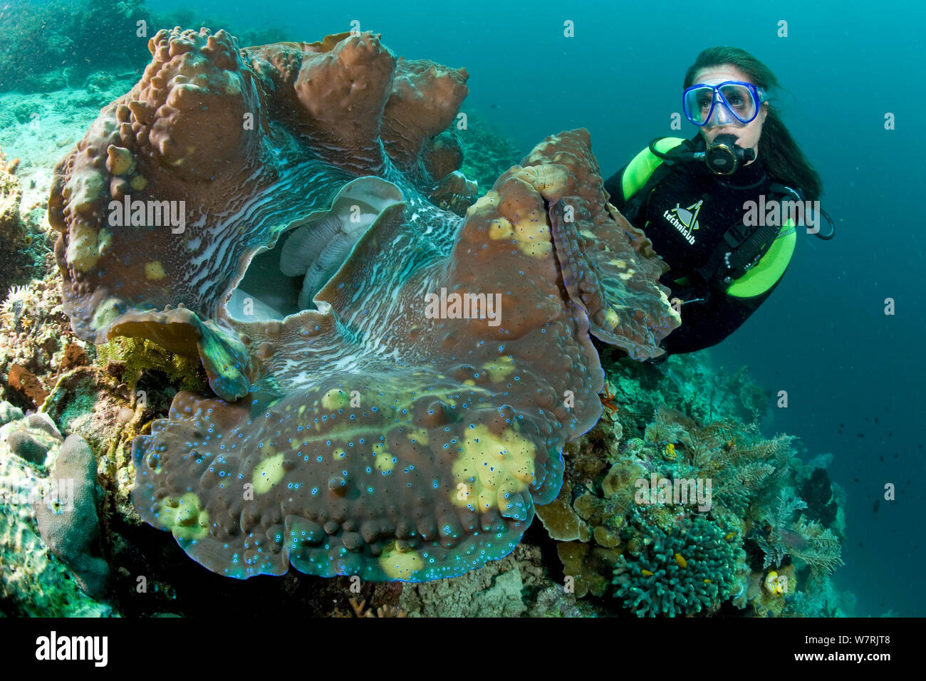 Scuba Diver mit riesenmuschel (Tridacna gigas) Raja Ampat, Irian Jaya, West Papua, Indonesien, Pazifischer Ozean, gefährdete Arten. Stockfoto