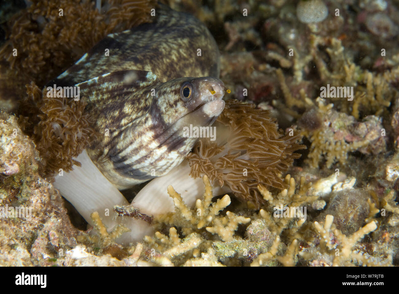 Slendertail Moray (Gymnothorax gracilicauda) an Dinding warna Kervo banjak, Insel, Raja Ampat, Irian Jaya, West Papua, Indonesien, Pazifischer Ozean Stockfoto