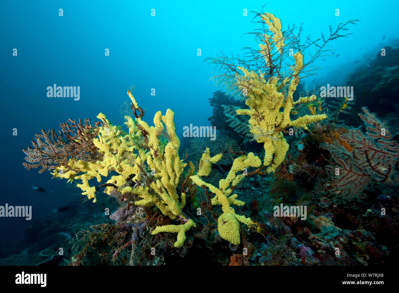 Manteltiere (Clavelina sp) über einen seafan Zweige, Friwinbonda, Kri Insel, Raja Ampat, Irian Jaya, West Papua, Indonesien, Pazifischer Ozean Stockfoto